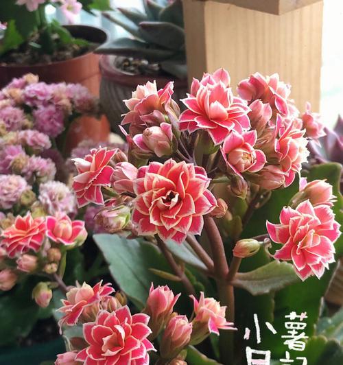 长寿花的色彩意义（揭开长寿花各种颜色的隐藏寓意）