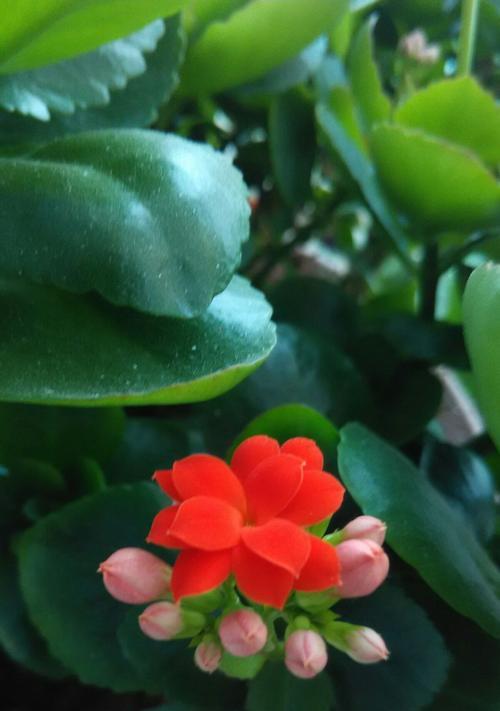 长寿花花语幼儿园（探索自然）