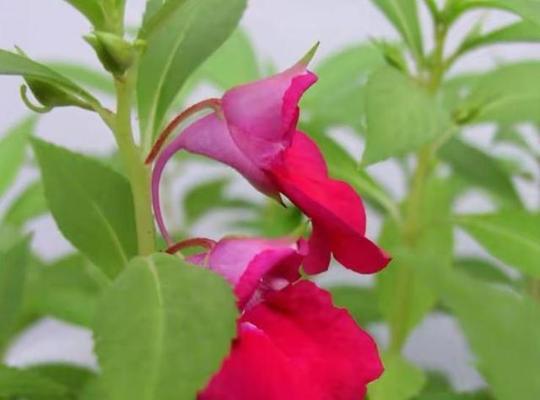 凤仙花开放季节的探究（凤仙花开放月份）