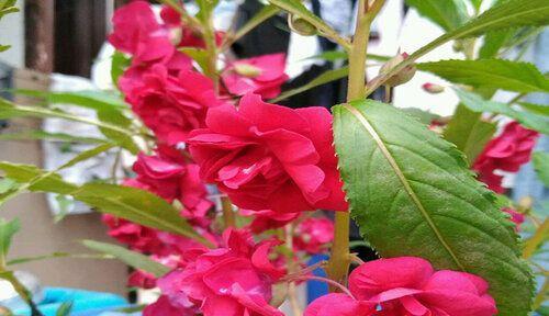 凤仙花开放季节的探究（凤仙花开放月份）