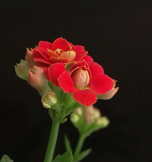 长寿花的颜色寓意（探索长寿花各色的深意）