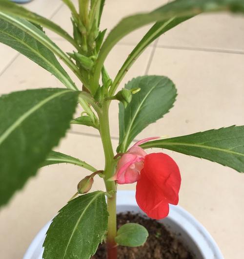 凤仙花的开花时间及花期（几月到几月可以欣赏凤仙花的美丽）