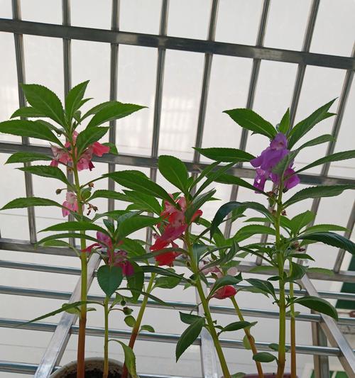 凤仙花的开花时间及花期（几月到几月可以欣赏凤仙花的美丽）