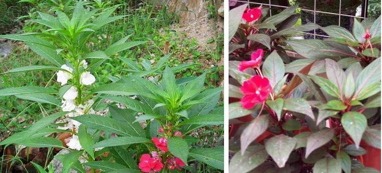 凤仙花的开花时间及花期（几月到几月可以欣赏凤仙花的美丽）