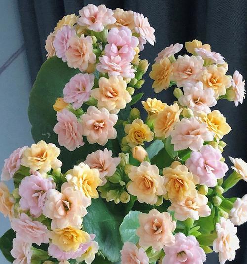 长寿花的颜色寓意（探索长寿花各色的深意）