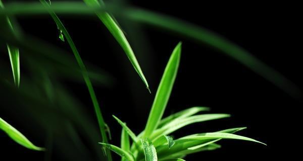 风水禁忌，让你的凤眼兰更美丽（探讨凤眼兰在家种植的风水禁忌）