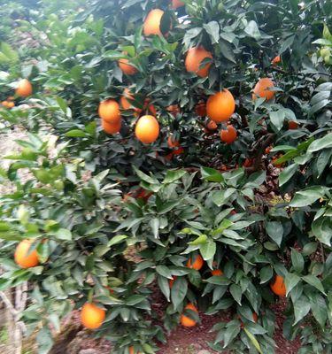 奉节脐橙成熟时间探究（生长周期）