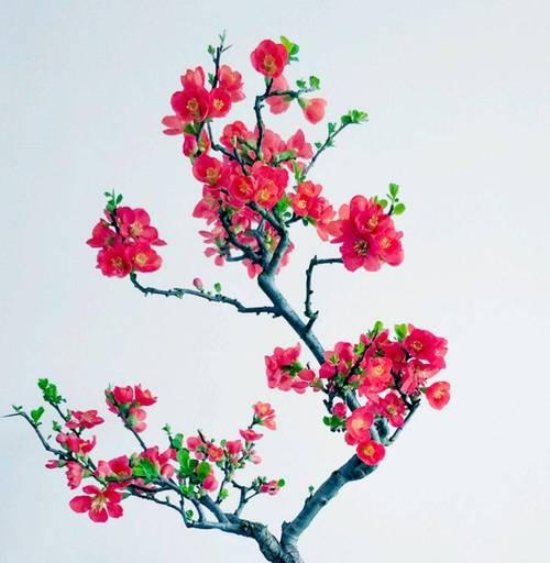 夫妻海棠的养殖方法与注意事项（品种选择）