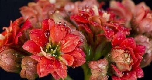 夫妻送花有讲究，如何挑选合适的花束（送花不止表达爱情）