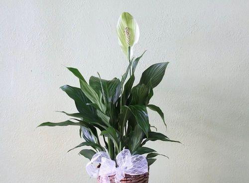 夫妻卧室房间适合养殖的花种（打造温馨浪漫的花园卧室）