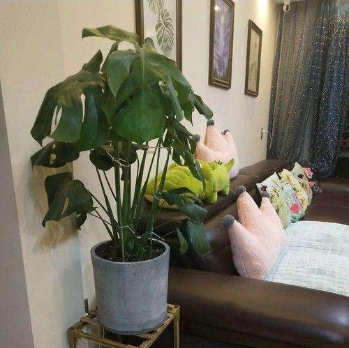 夫妻卧室房间适合养殖的花种（打造温馨浪漫的花园卧室）