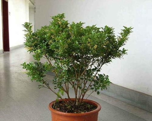 详解弗朗花的养护方法（打造优美的弗朗花盆栽）