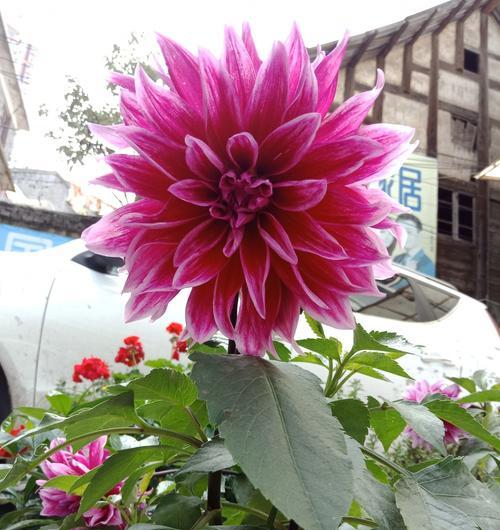 大丽菊花语及其寓意解读（用花语解读大丽菊的深意）