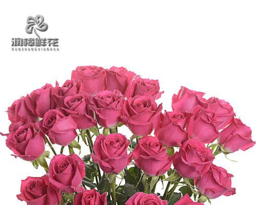 大桃红玫瑰的寓意与象征——爱与繁荣（唤起爱情的渴望）