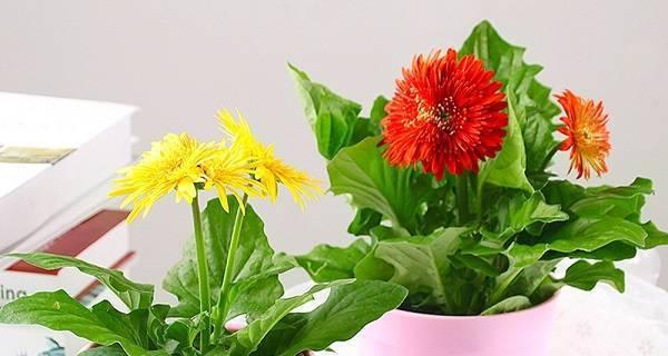 扶郎花——美丽多肉植物的代表（探秘扶郎花的养殖方法和养护要点）