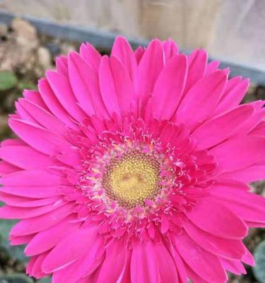 扶郎花——美丽多肉植物的代表（探秘扶郎花的养殖方法和养护要点）
