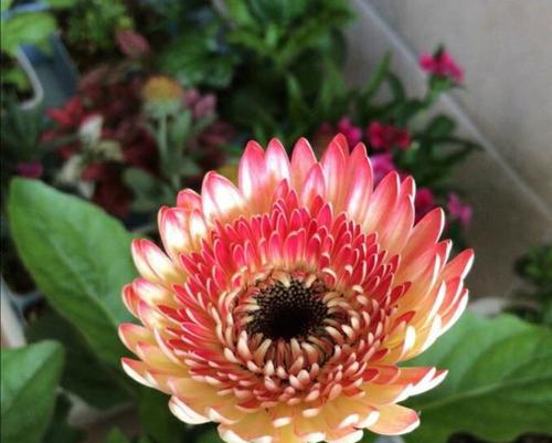 扶郎花——美丽多肉植物的代表（探秘扶郎花的养殖方法和养护要点）
