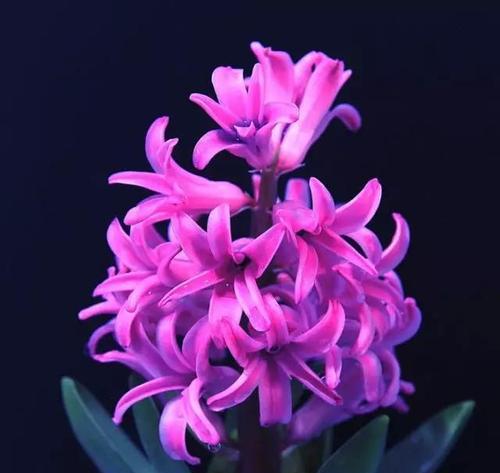 淡紫色风信子花语（花开花落中的柔美宣言）