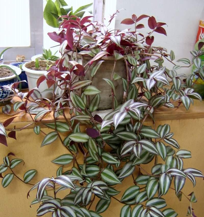 灯笼吊兰，生命之光（探索灯笼吊兰的花语之美）
