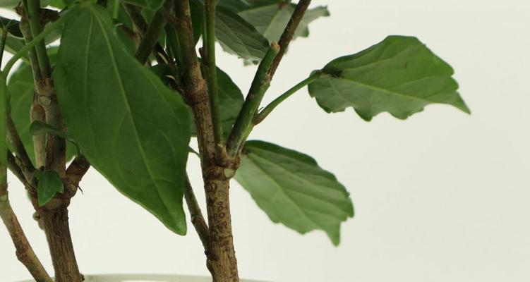 扶桑花不开花原因及解决方法（探究扶桑花不开花的原因）