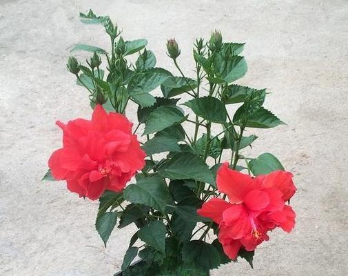 扶桑花不开花原因及解决方法（探究扶桑花不开花的原因）