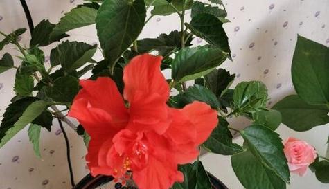 扶桑花叶子不长怎么办（扶桑花叶子不长的原因及解决方法）