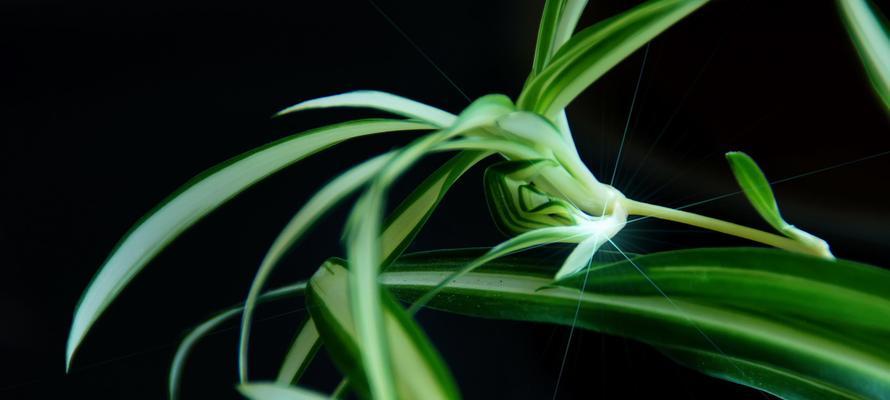 吊兰花的寓意与象征意义（美丽与繁荣的生命之花——吊兰花）