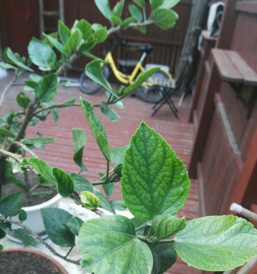 扶桑花不长叶子怎么办（扶桑花不长叶子处理方法）
