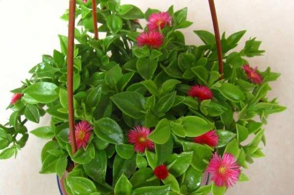 吊兰花的花语及其象征意义（了解吊兰花的花语）