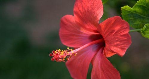扶桑花代表的意义（探究扶桑花在文化和心理中的象征意义）
