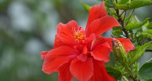 扶桑花的花语（用花语解读扶桑花的意义）