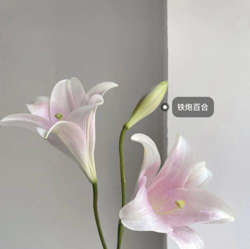 蝶花百合的花语与意义（探寻蝶花百合的丰富内涵与美丽情感）