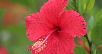 扶桑花的意义与象征——生命与希望（透过扶桑花看世界的美好与信仰）