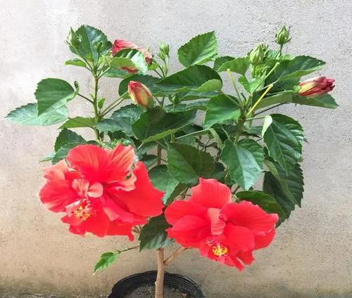 解密扶桑花冬季生存之谜（寒冬中的扶桑花生命力如何）