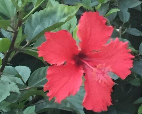解密扶桑花冬季生存之谜（寒冬中的扶桑花生命力如何）