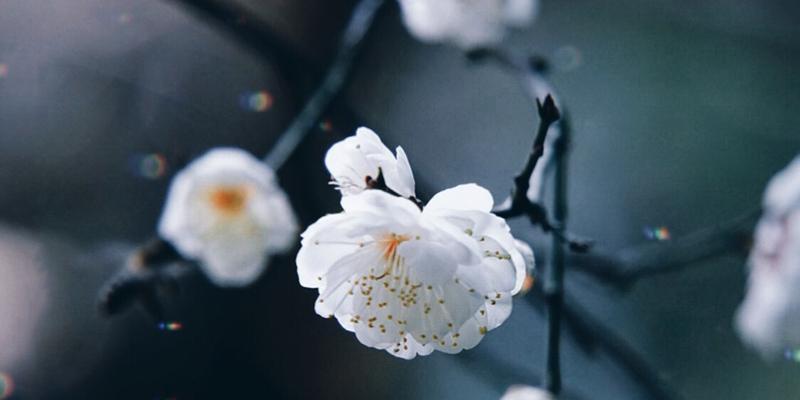冬天梅花的独特魅力（傲雪怒放）
