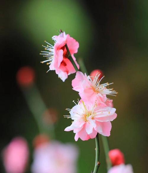 冬天梅花的独特之处（探寻冬天梅花的美丽与坚韧）