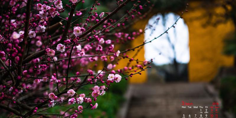 冬天梅花的独特之美（寒冷季节中绽放的奇迹）