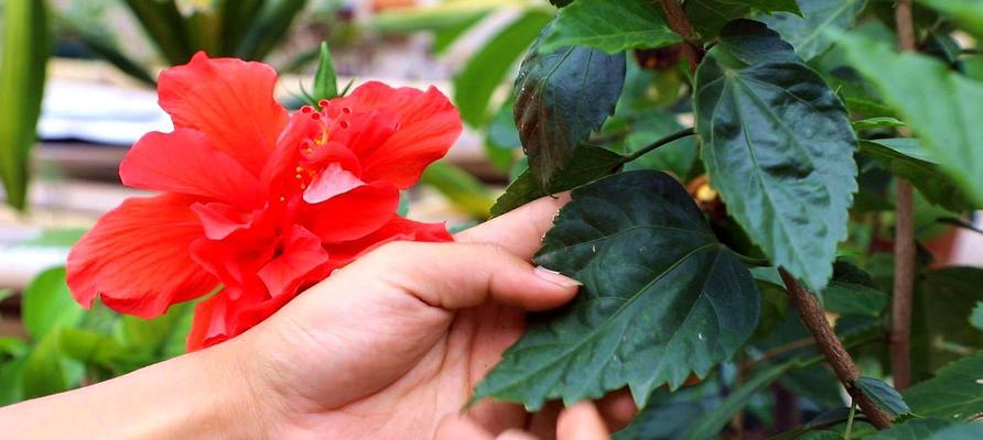 扶桑花的根系发达，为何如此强健（探究扶桑花根系的奥秘）