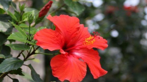扶桑花的养殖方法和养护要点（易养、适应性强的扶桑花）