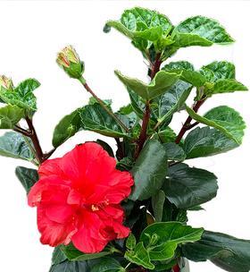 扶桑花的养殖方法和养护要点（易养、适应性强的扶桑花）