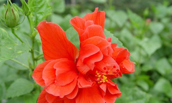扶桑花的盛开期（探究扶桑花的开放时间和生长习惯）