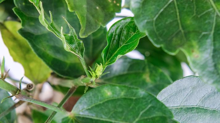 扶桑花能结籽吗？——探究扶桑花的生殖方式