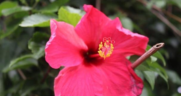 扶桑花能结籽吗？——探究扶桑花的生殖方式