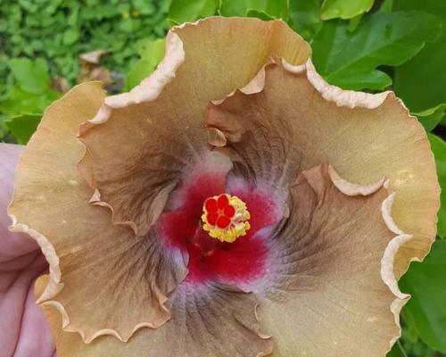 扶桑花能结籽吗？——探究扶桑花的生殖方式