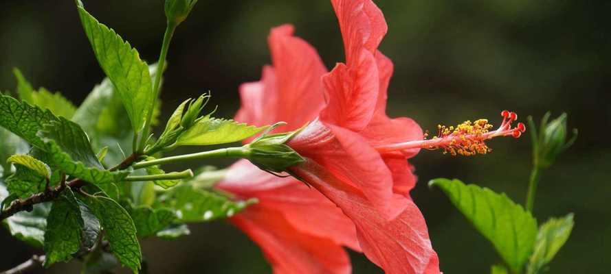 扶桑花（探讨扶桑花在家居风水中的重要作用）