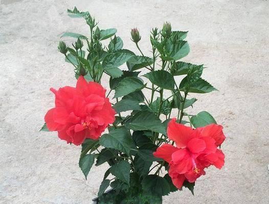 扶桑花浇肥料的技巧（选对肥料）