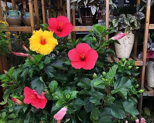扶桑花浇肥料的技巧（选对肥料）