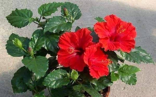 正确浇水扶桑花，让花儿更美丽（扶桑花浇水的时间和方法）