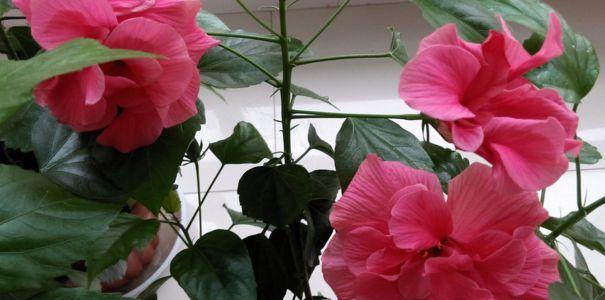 正确浇水扶桑花，让花儿更美丽（扶桑花浇水的时间和方法）